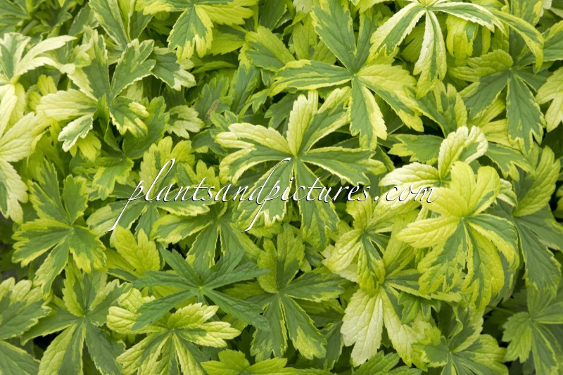 Astrantia major ‘Sunningdale Variegated’