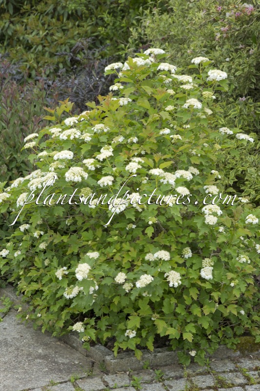 Viburnum opulus ‘Compactum’