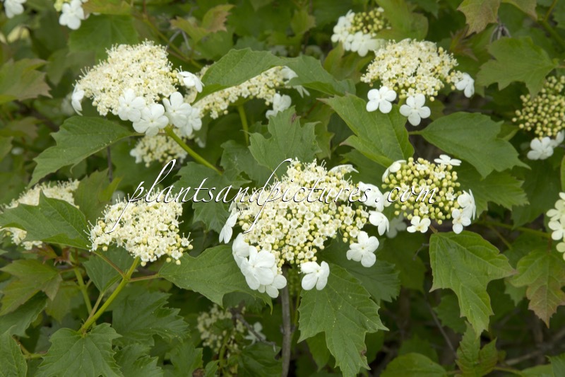 Viburnum opulus ‘Compactum’