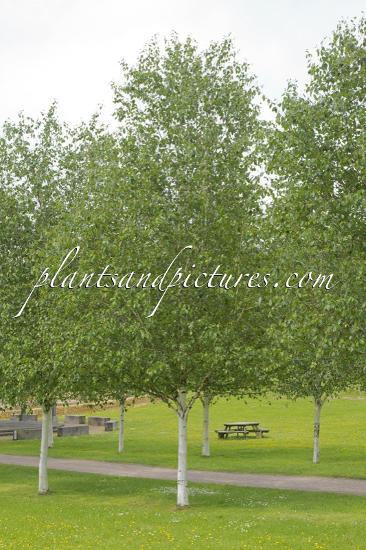 Betula utilis ‘Doorenbos’