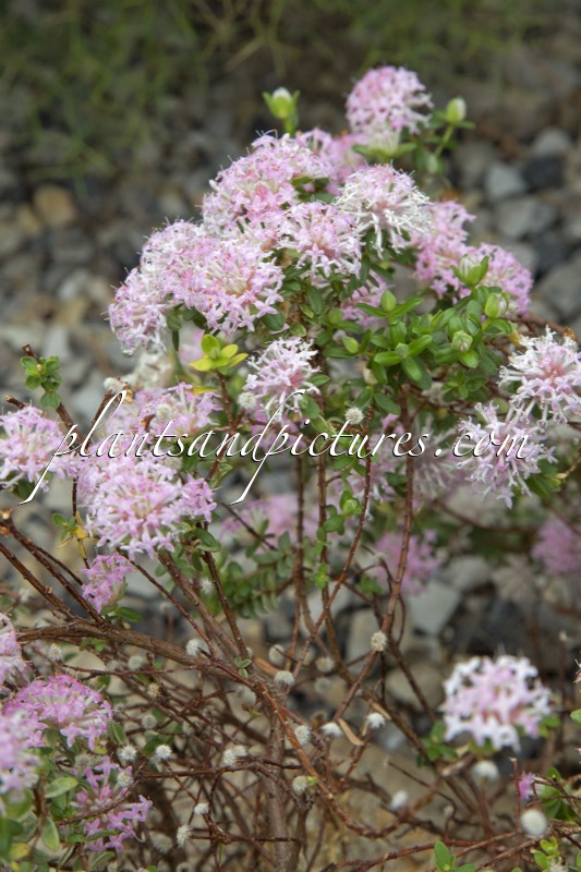 Pimelea ferruginea