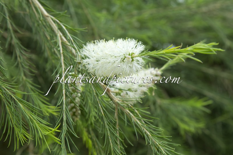 Melaleuca armillaris
