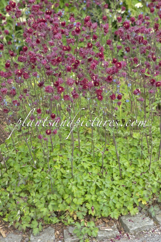 Aquilegia vulgaris ‘Ruby Port’