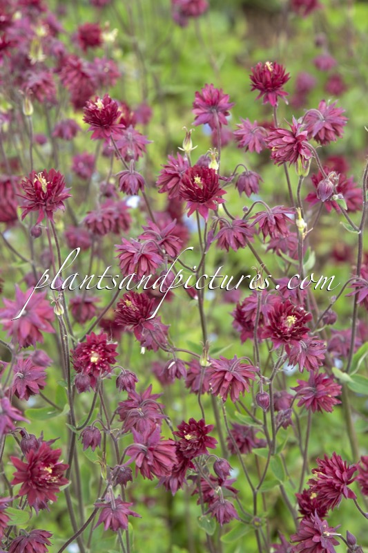 Aquilegia vulgaris ‘Ruby Port’