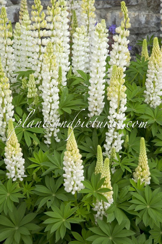 Lupinus ‘Noble Maiden’