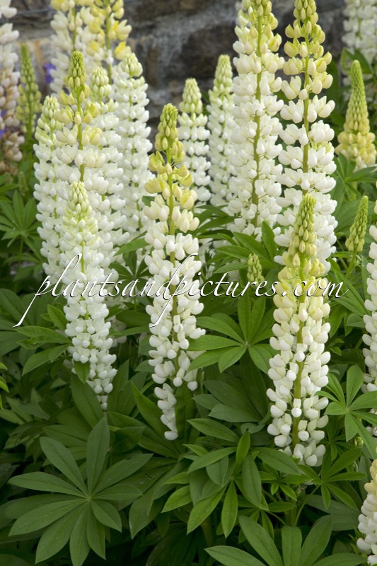 Lupinus ‘Noble Maiden’