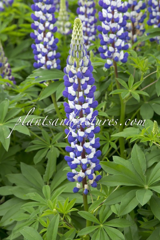 Lupinus ‘The Governor’