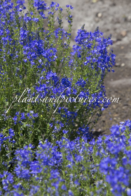 Veronica austriaca ‘Azurit’