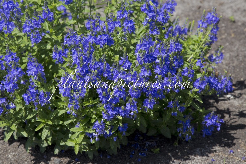 Veronica austriaca ‘Knallblau’
