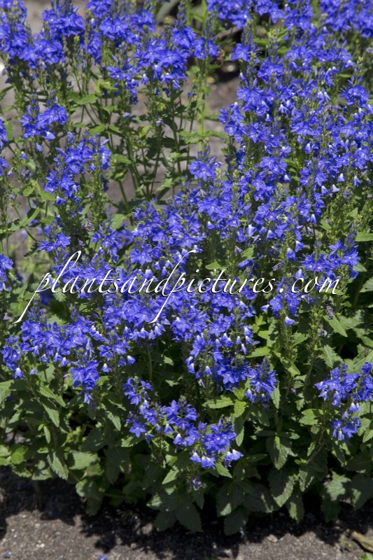 Veronica austriaca ‘Knallblau’
