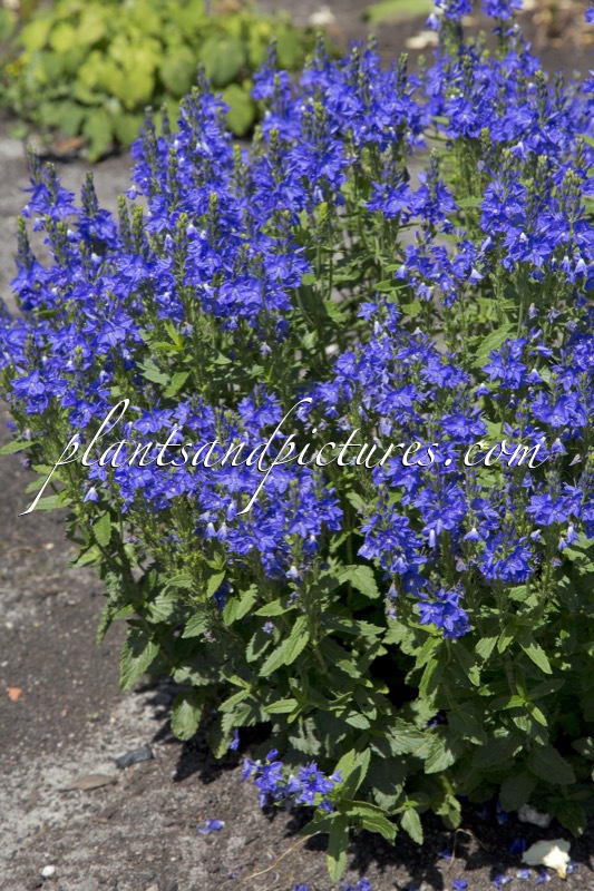 Veronica austriaca ‘Knallblau’
