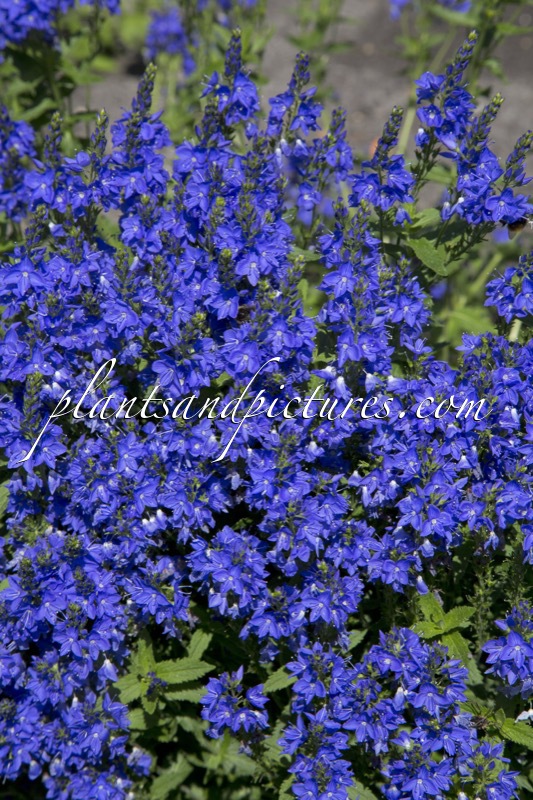 Veronica austriaca ‘Knallblau’