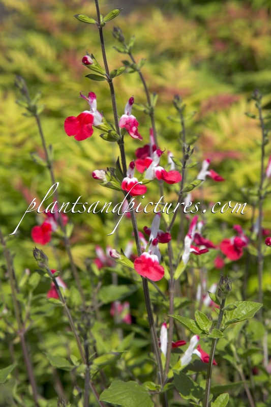 Salvia microphylla ‘Hot Lips’