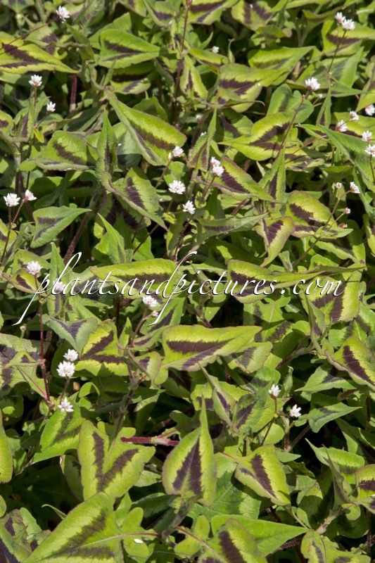 Polygonum runcinatum