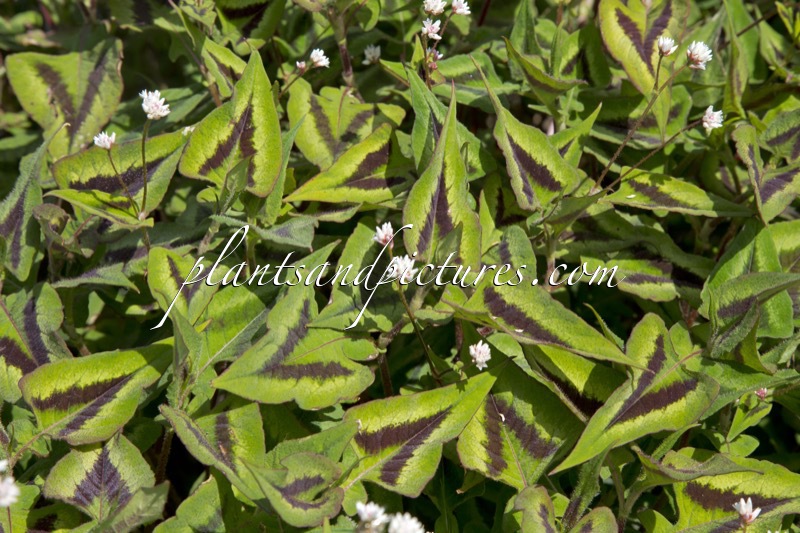 Polygonum runcinatum