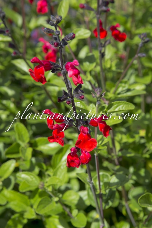 Salvia ‘Royal Bumble’