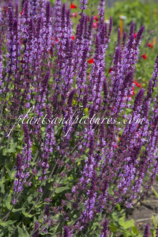 Salvia nemorosa ‘Amethyst’
