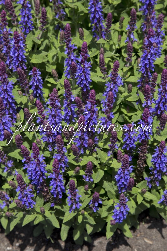 Salvia nemorosa ‘Flor Sal Sky’ (SENSATION SKY BLUE)