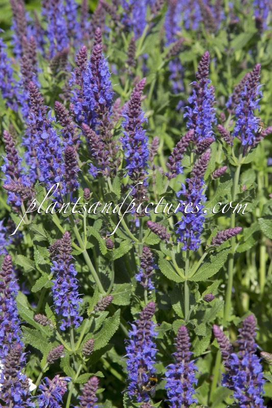 Salvia nemorosa ‘Blauhügel’