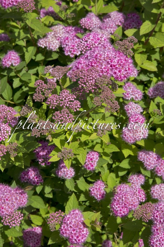 Spiraea japonica ‘Lilly’