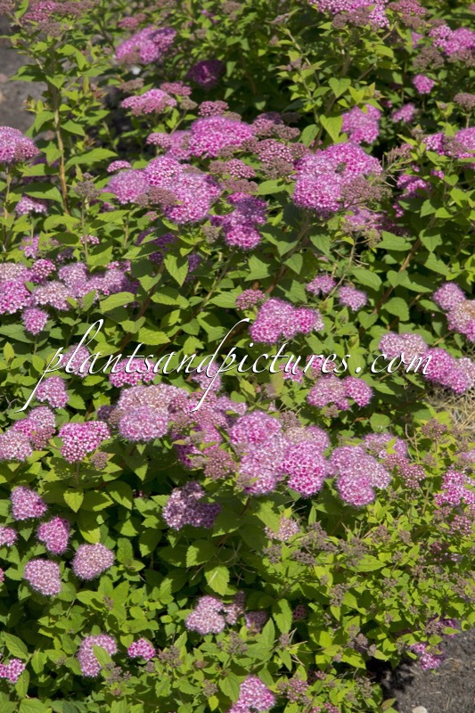Spiraea japonica ‘Lilly’