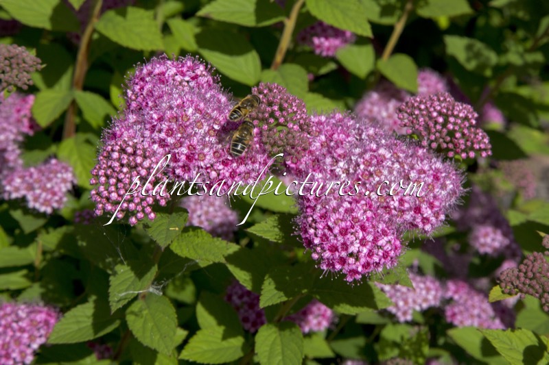 Spiraea japonica ‘Lilly’