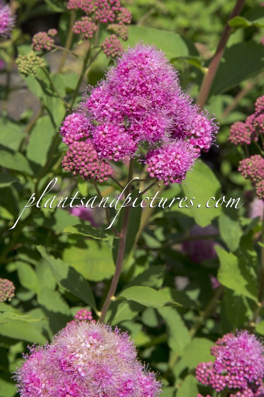Spiraea watsoniana ‘Kruunu’