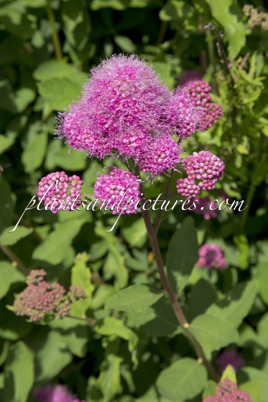 Spiraea watsoniana ‘Kruunu’