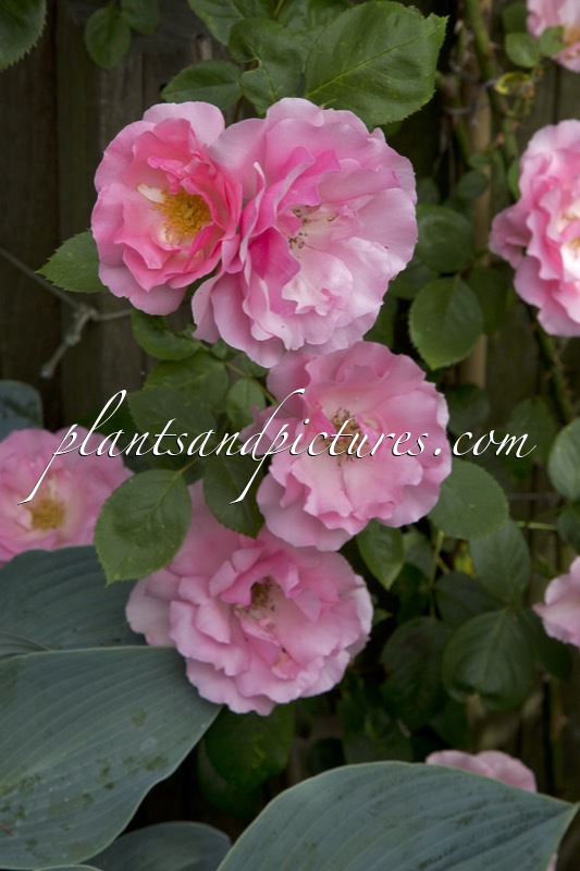 Rosa ‘Bantry Bay’