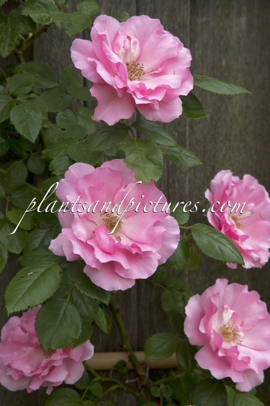 Rosa ‘Bantry Bay’