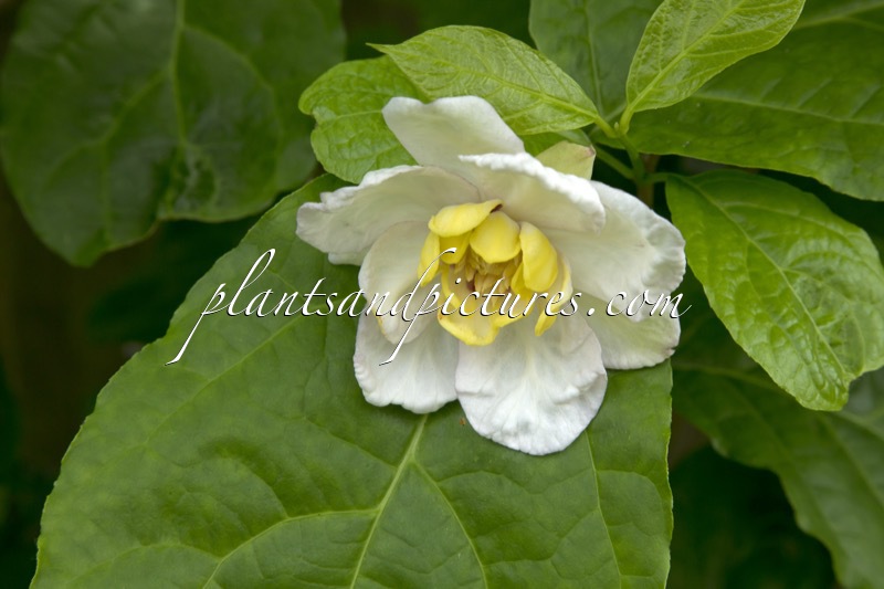 Calycanthus chinensis