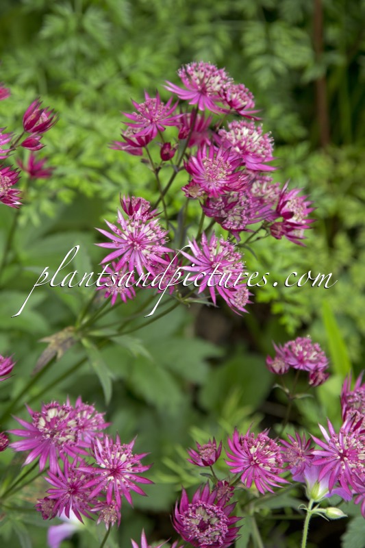 Astrantia ‘Hadspen Blood’