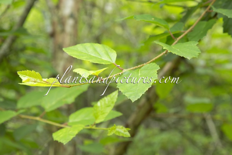 Betula davurica