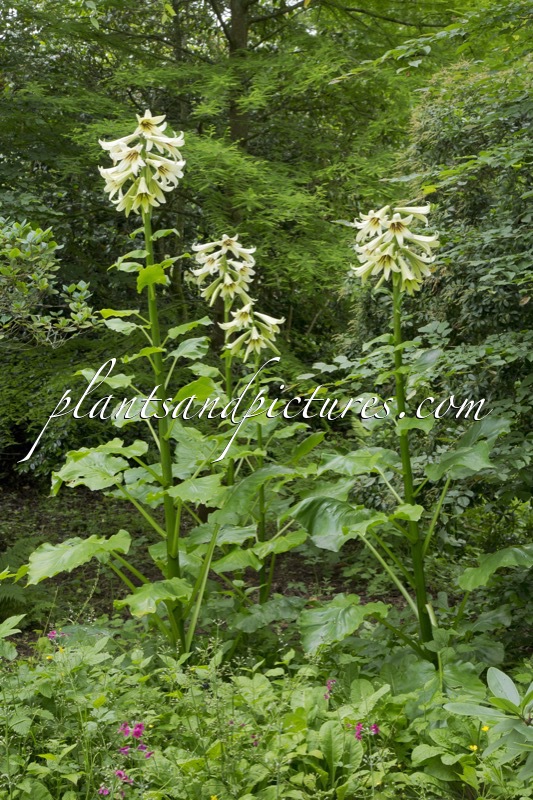 Cardiocrinum giganteum