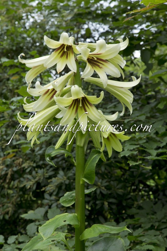 Cardiocrinum giganteum