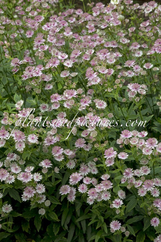 Astrantia ‘Buckland’