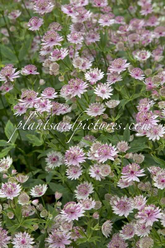 Astrantia ‘Buckland’