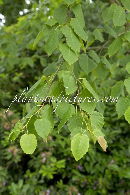 Betula maximowicziana