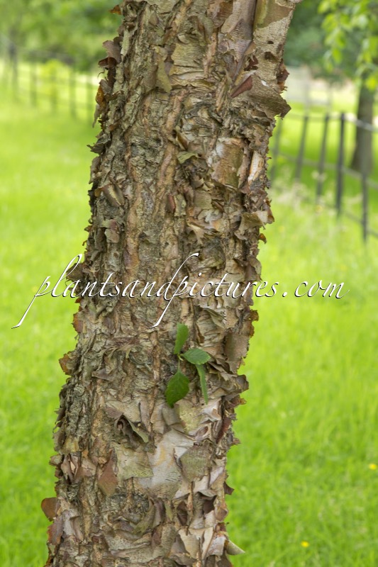 Betula nigra