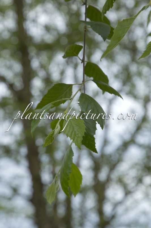 Betula nigra