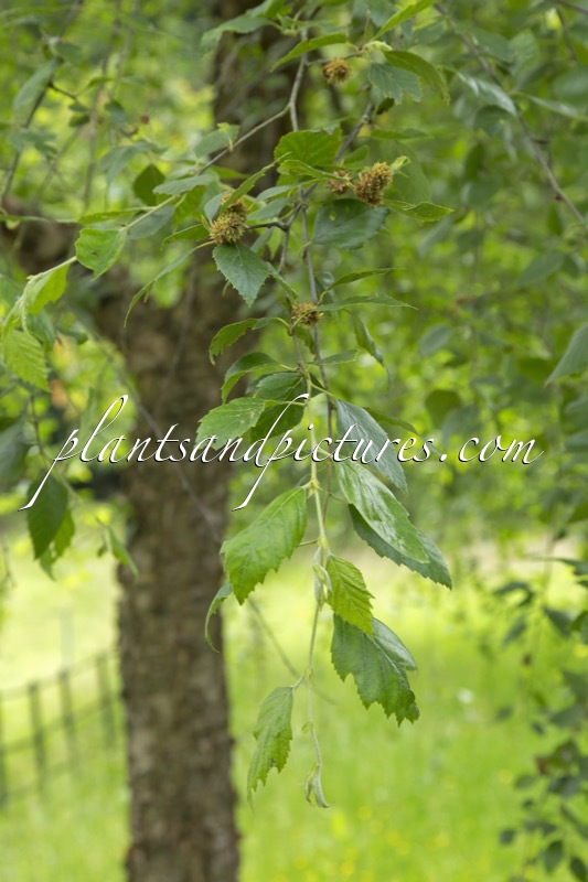 Betula nigra