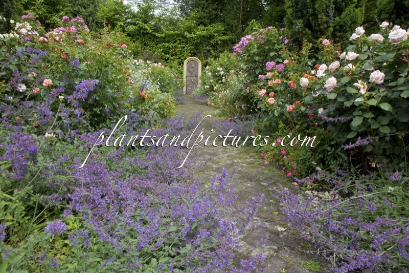 Nepeta ‘Walker’s Low’