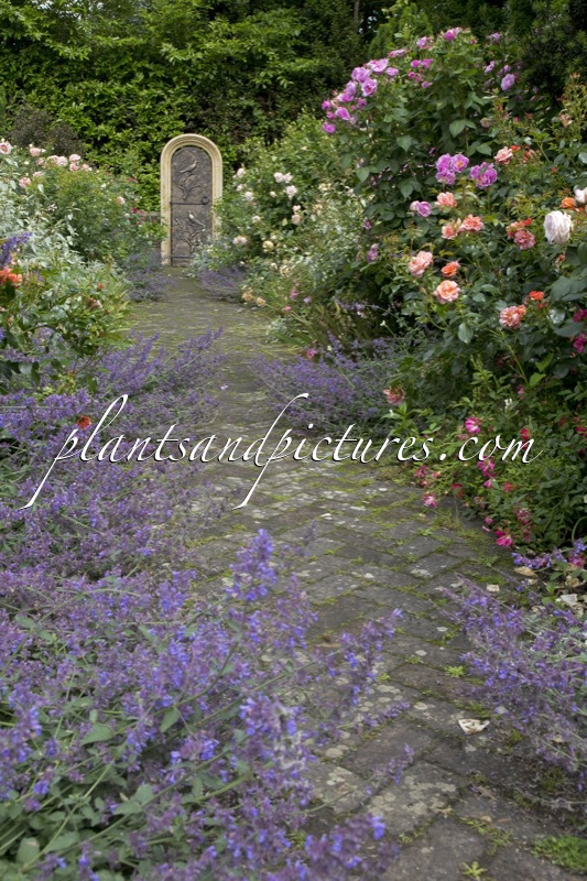 Nepeta ‘Walker’s Low’