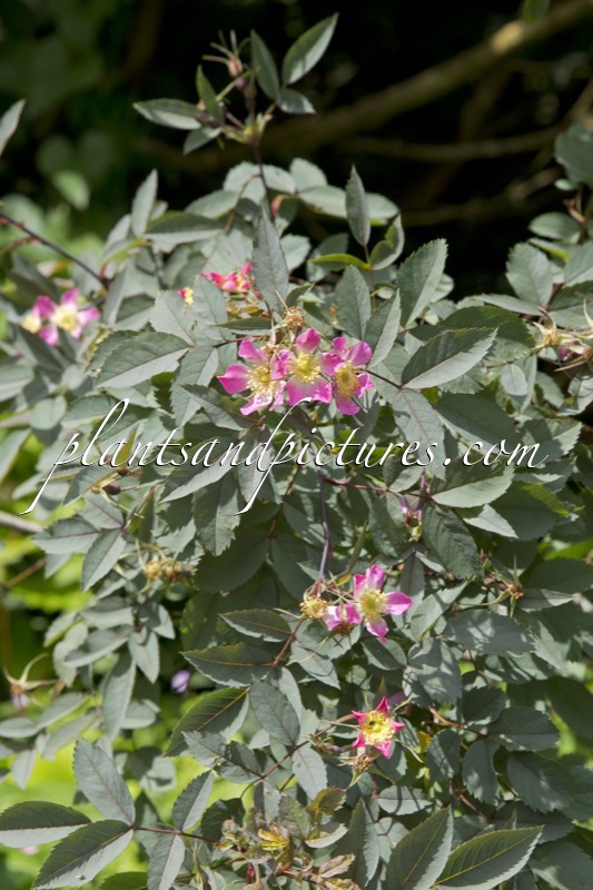 Rosa glauca