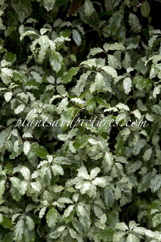 Pittosporum tenuifolium ‘Irene Paterson’