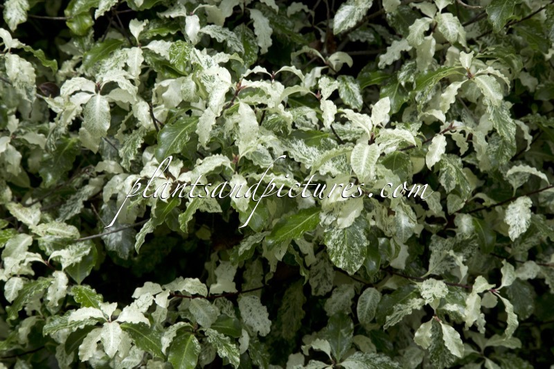 Pittosporum tenuifolium ‘Irene Paterson’
