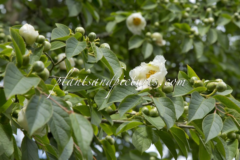 Stewartia sinensis