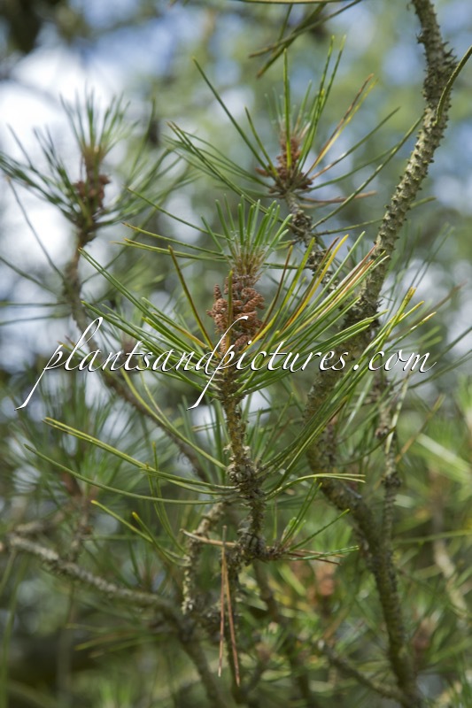 Pinus kwangshanensis