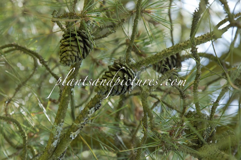 Pinus kwangshanensis