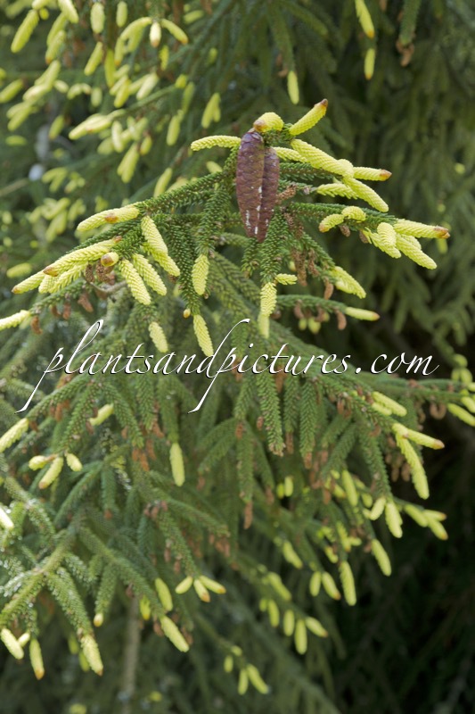 Picea orientalis ‘Aureospicata’